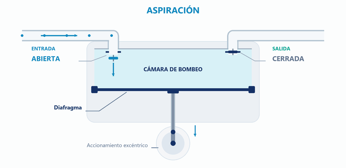 Animación del desplazamiento del diafragma y de la apertura alternada de las válvulas de entrada y salida
